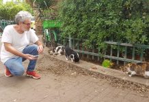 מצילים את חתולי הרחוב