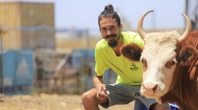 תיבת נח של יוסי