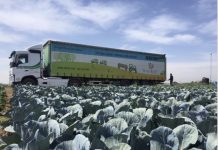 211 מיליארד שקלים ירדו לטמיון: עשור של אובדן מזון בישראל – ולצידו הפתרון