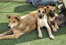 רותי ברודו ביום אימוץ מיוחד עם עמותת "בשביל בעלי החיים" ומותג "רויאל קנין"