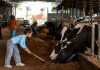 סוכות יוצא לטייל: האירועים והאטרקציות שלא כדאי לפספס ברחבי הארץ